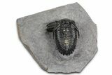 Multi-Toned Hollardops Trilobite With Gerastos #381560-2